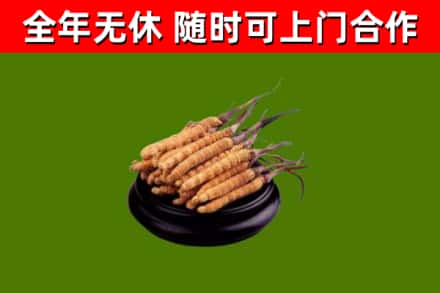 色尼回收散虫草